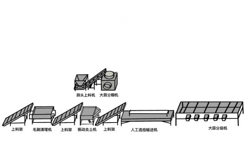 大蒜加工生產線